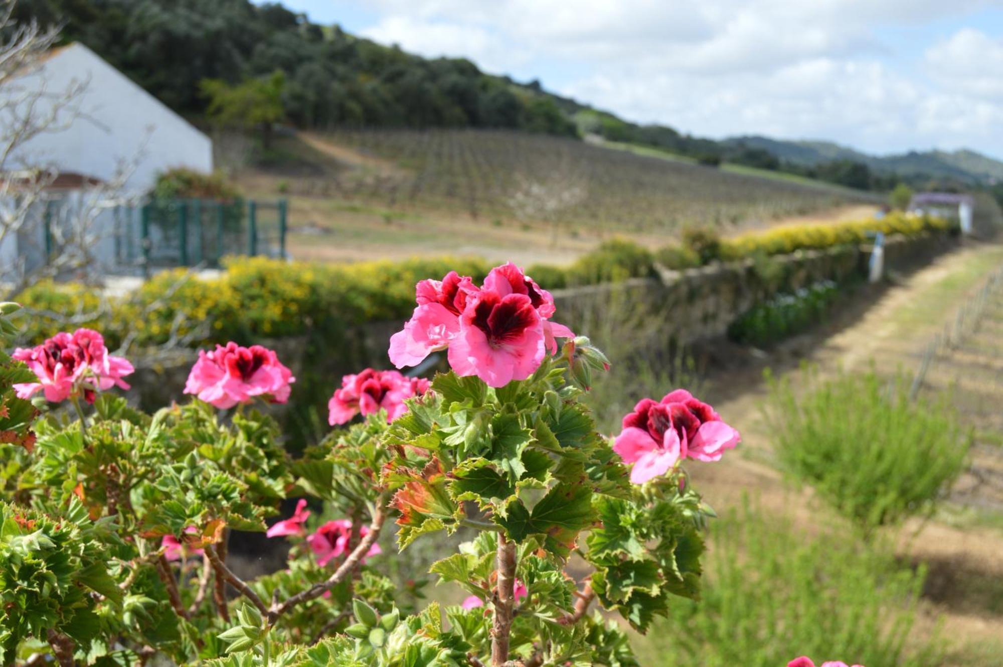 Quinta Do Piloto Guest House ปัลเมลา ภายนอก รูปภาพ